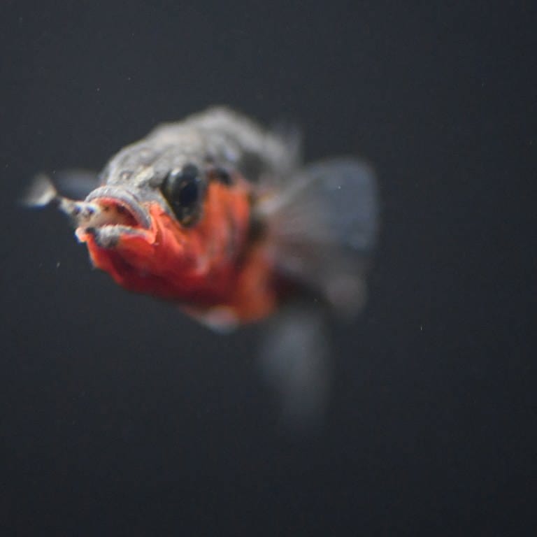 Der Stichling hat eine kleine Fischlarve im Maul. Eine neue Studie stuft ihn als Raubfisch ein.