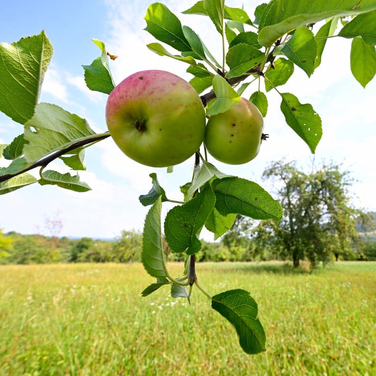 Zwei Äpfel hängen an einem Baum auf einer Streuobstwiese bei Owen im Kreis Esslingen. (Foto: dpa Bildfunk, picture alliance/dpa | Bernd Weißbrod)